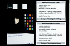 Foto (Objekt + Etikett) von Goniodromitidae indet.  (NHMW-GEO-1990-0041-4659)